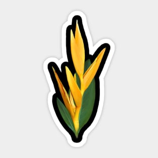 Heliconia - Tropical - Flower in Kenya / Africa Sticker